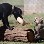 Puppy and cheetah cub make unlikely pair of step-siblings
