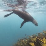 Rabies at sea