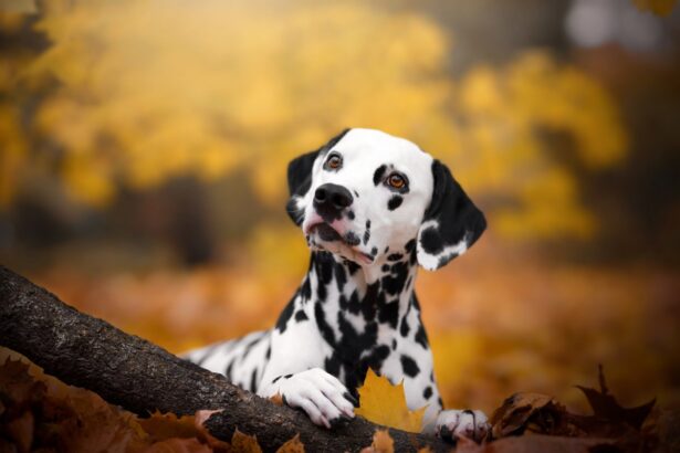 Ready-made stem cell therapies for pets could be coming