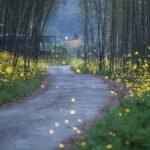 Seeing fewer fireflies this year? Here’s why, and how you can help.