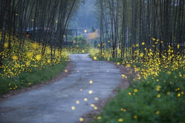 Seeing fewer fireflies this year? Here’s why, and how you can help.