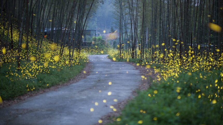 Seeing fewer fireflies this year? Here’s why, and how you can help.