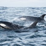 Some killer whales hunt in pairs to maximize their bounty