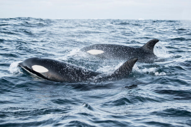 Some killer whales hunt in pairs to maximize their bounty