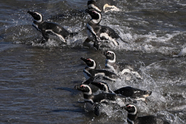 Some penguins save energy by riding ocean currents