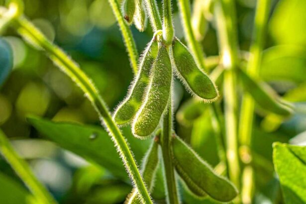 Soybeans Looking at Mixed Action on Tuesday