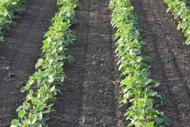 Soybeans Strength Continuing on Thursday AM