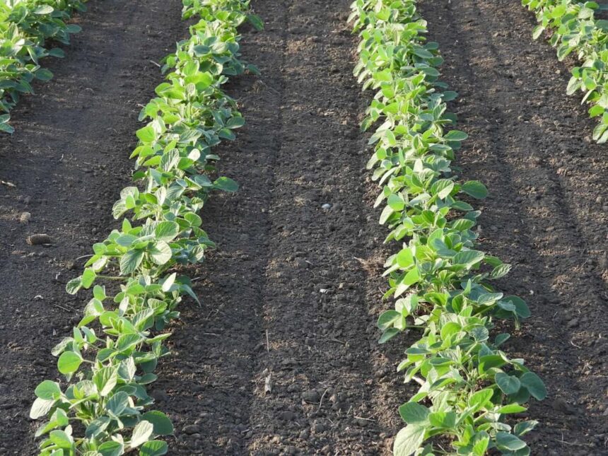 Soybeans Strength Continuing on Thursday AM
