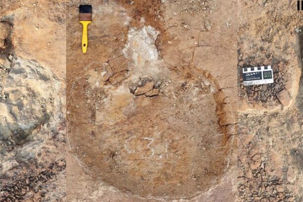 Stunning Dinosaur Tracks Appear to Show Something Never Seen Before : ScienceAlert