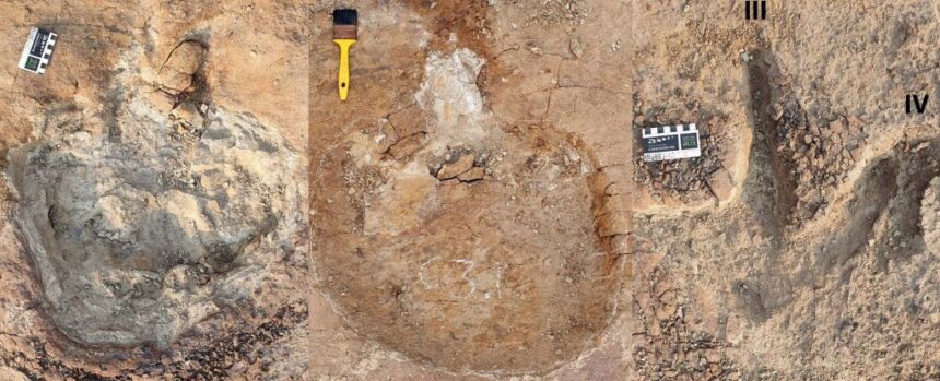 Stunning Dinosaur Tracks Appear to Show Something Never Seen Before : ScienceAlert