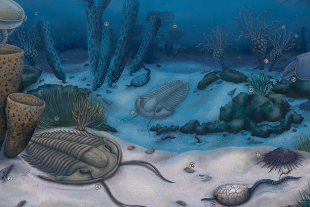 Stunning Grand Canyon Fossils Reveal Evolution’s Weird Experiments : ScienceAlert