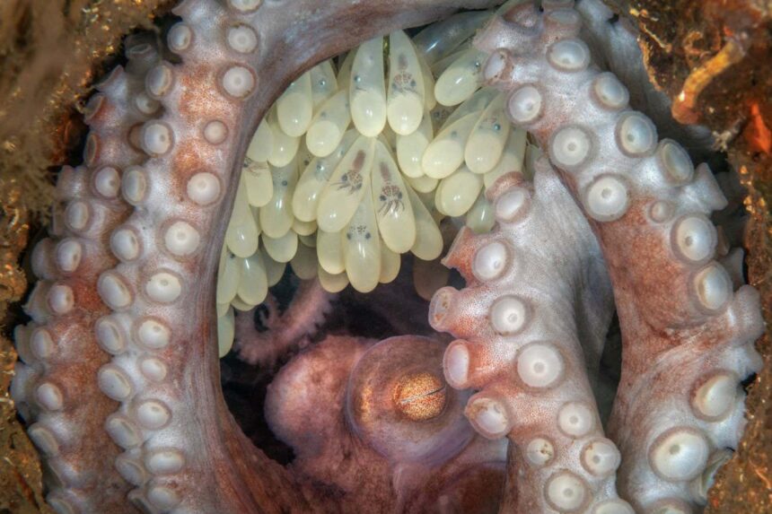 Stunningly intimate octopus image wins aquatic photography prize