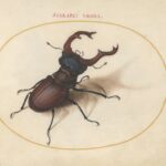 The 16th-Century Artist Who Created the First Compendium of Insect Drawings — Colossal