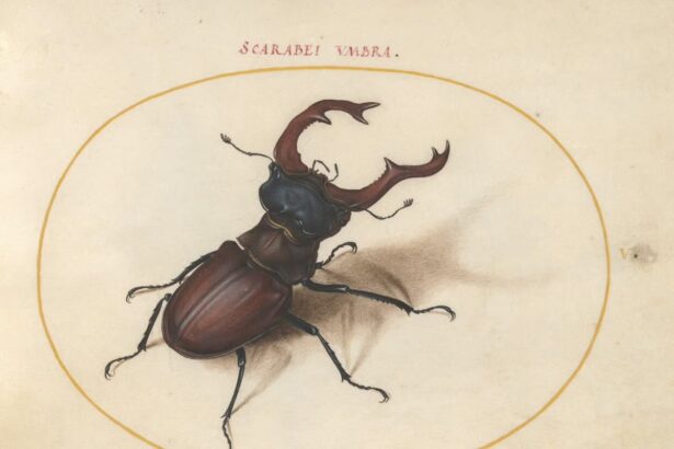 The 16th-Century Artist Who Created the First Compendium of Insect Drawings — Colossal