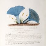 The Woman Scientist and Artist Who Revolutionized the Study of Mushrooms