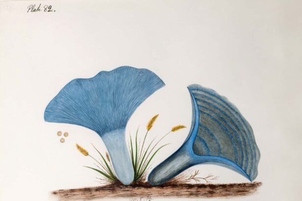 The Woman Scientist and Artist Who Revolutionized the Study of Mushrooms