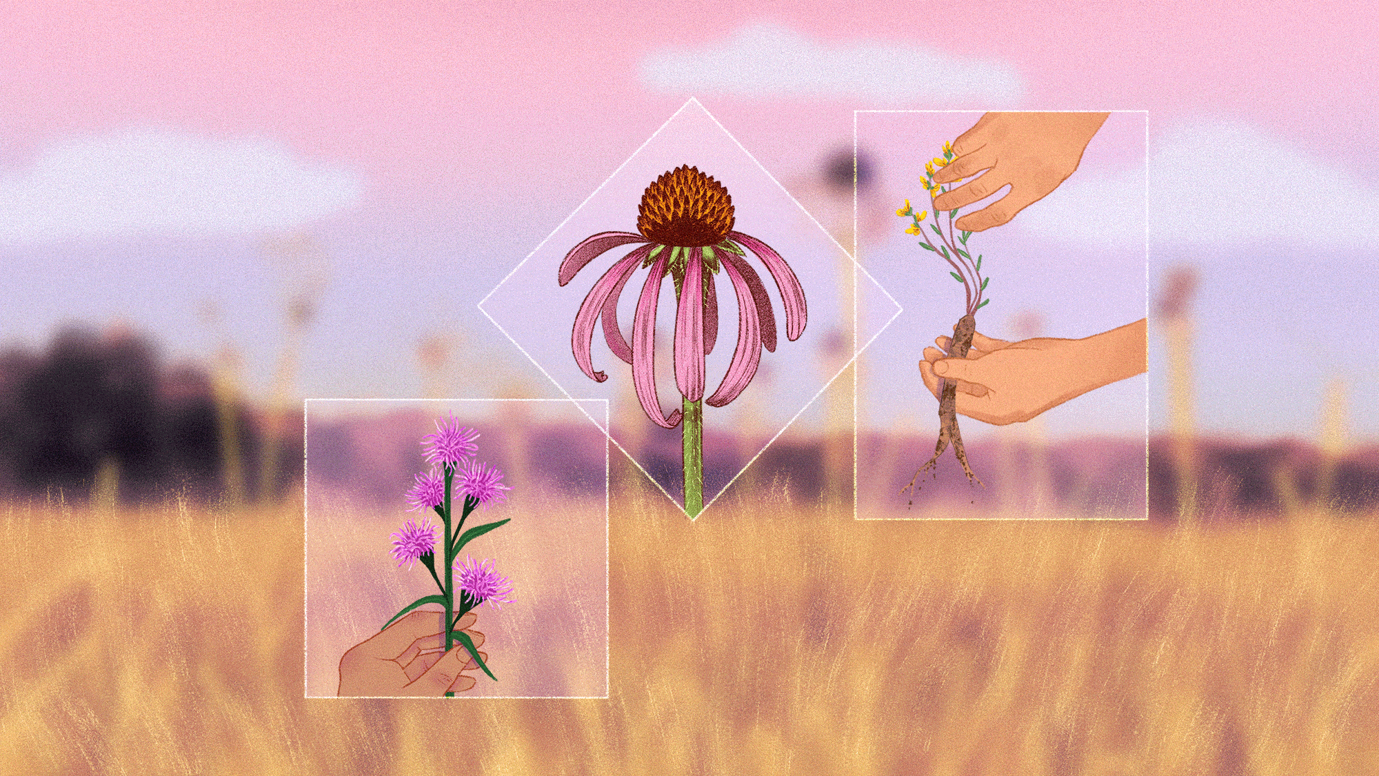 The guerilla campaign to save a Texas prairie from ‘silent extinction’