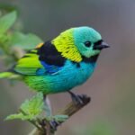 The secret to what makes colours pop on dazzling songbirds