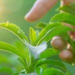 This Natural, Zero-Calorie Sweetener Could Be a Secret Weapon Against Cancer : ScienceAlert