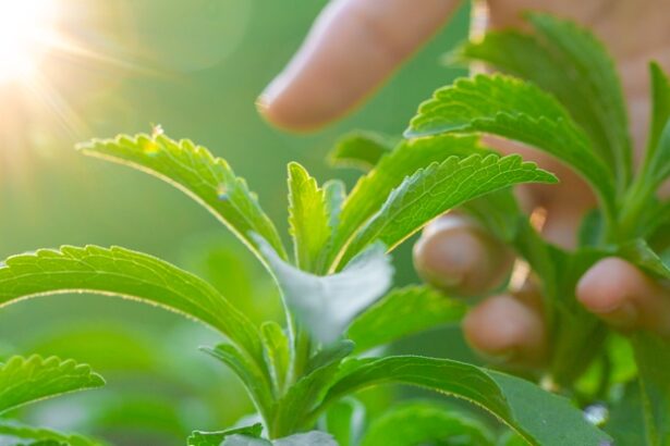 This Natural, Zero-Calorie Sweetener Could Be a Secret Weapon Against Cancer : ScienceAlert