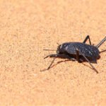 This desert beetle runs to cool off