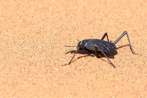 This desert beetle runs to cool off