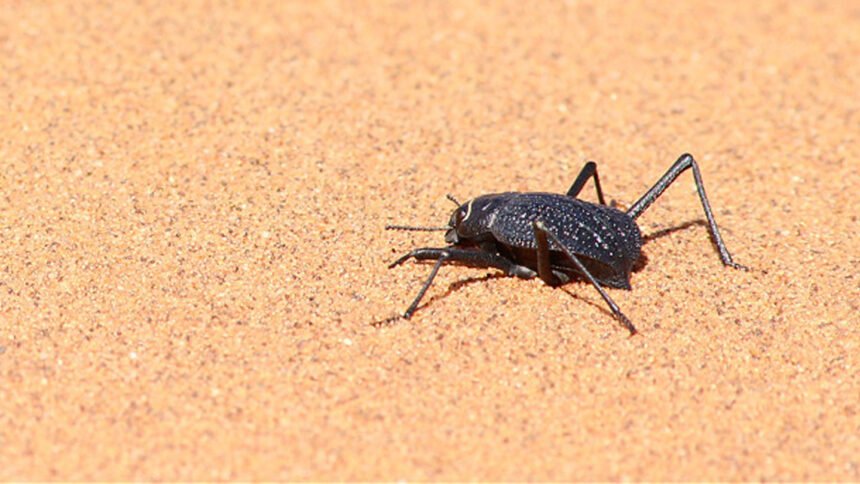 This desert beetle runs to cool off