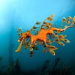 Thousands of seadragons are dying in Australia’s toxic algal bloom
