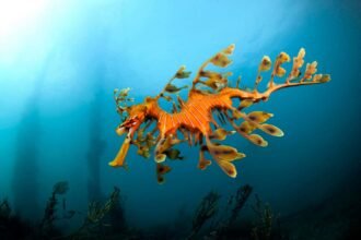 Thousands of seadragons are dying in Australia’s toxic algal bloom
