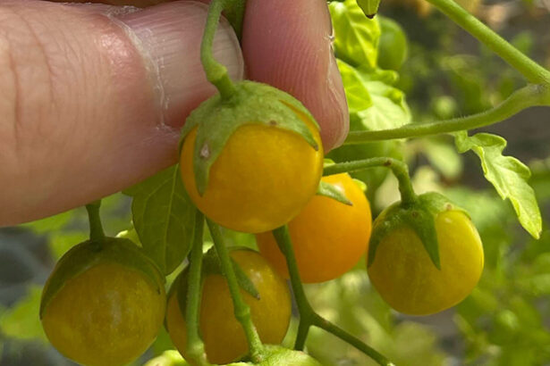 Tomatoes in The Galapagos Islands Appear to Be Evolving in Reverse : ScienceAlert