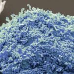 ‘Trash’ in your blood might help spot cancer early, scientists say