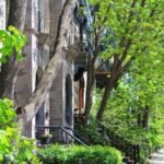 Trees on city streets cope with drought by drinking from leaky pipes