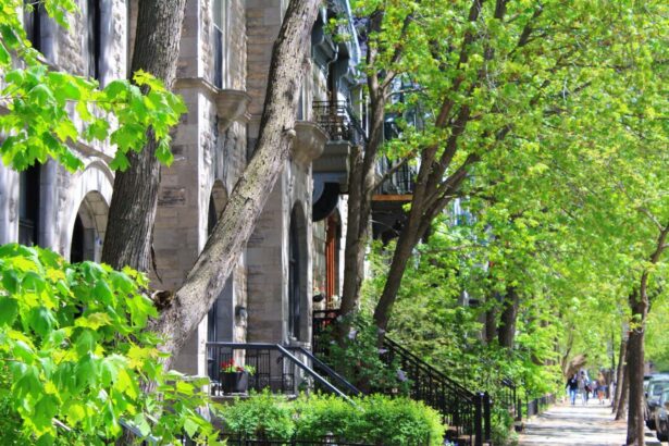 Trees on city streets cope with drought by drinking from leaky pipes