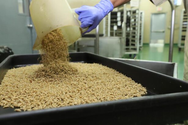 US recloses border after flesh-eating parasite seen in Mexico