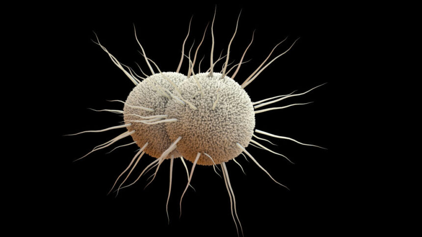 Use of ‘doxy PEP’ to reduce STIs appears to fuel some antibiotic resistance