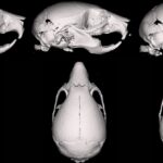 Vape Fluid Warps The Skulls of Fetal Mice, Study Shows : ScienceAlert