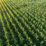 What to Watch as Critical Period for Corn, Soybeans Begins