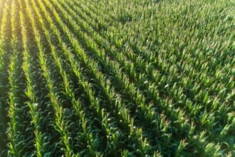 What to Watch as Critical Period for Corn, Soybeans Begins