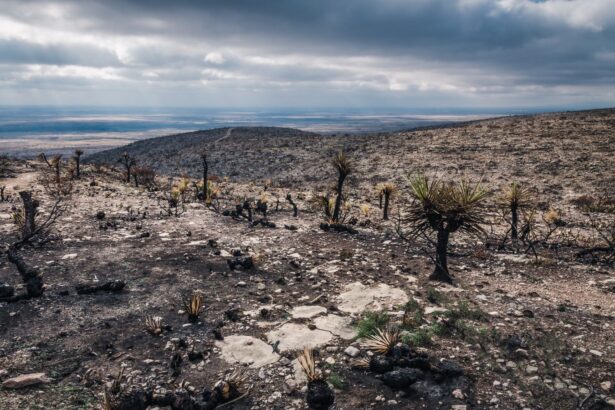 Why More Frequent Wildfires and Extreme Rainfall Are a Particularly Perilous Combo 