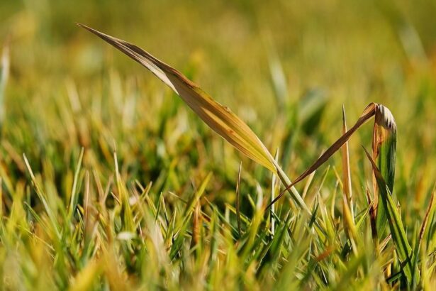 Why You Should Let Your Grass Go Gold