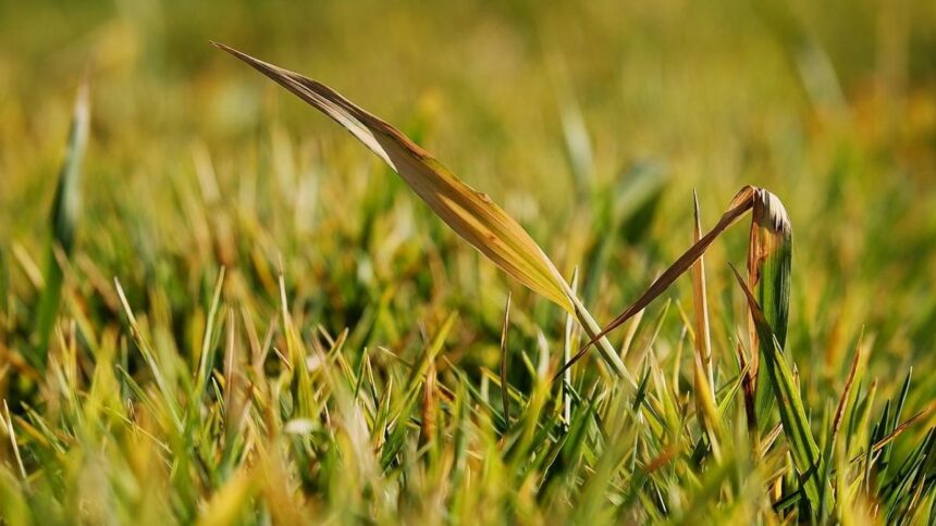 Why You Should Let Your Grass Go Gold