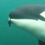 Wild Orcas Filmed Offering Gifts of Food to Humans : ScienceAlert