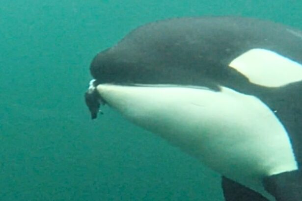 Wild Orcas Filmed Offering Gifts of Food to Humans : ScienceAlert