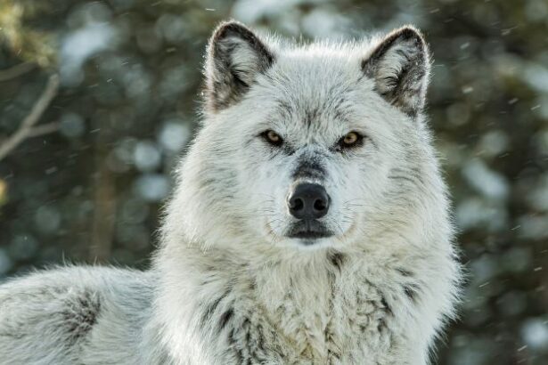 Yellowstone’s Aspen Forests Are Already Responding to The Return of Wolves : ScienceAlert