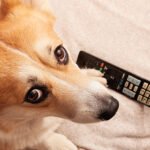 Your Dog May Prefer Certain TV Shows, Research Suggests : ScienceAlert