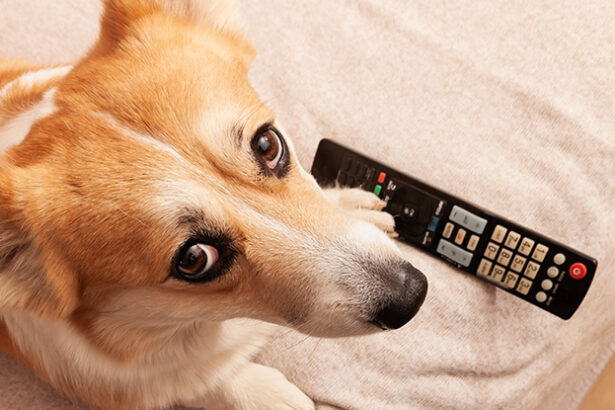 Your Dog May Prefer Certain TV Shows, Research Suggests : ScienceAlert