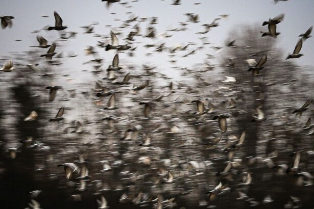 ‘Nòstos (Homecoming)’ by Andrea Agostini