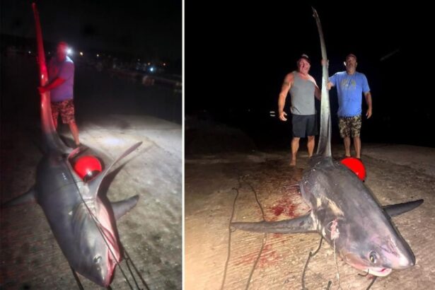 700-pound shark caught off Connecticut coast may break state record: ‘Holy Mackerel’