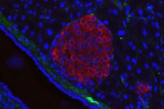 A New Chapter For Diabetes—and Regenerative Medicine