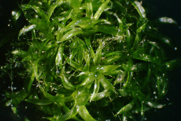 A newly discovered gene helped this moss defy gravity